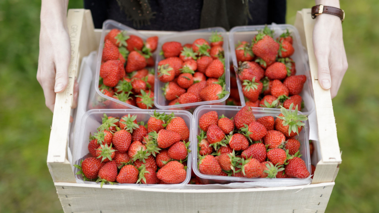 L’agriculture pour nourrir les populations dans les villes (2/2)