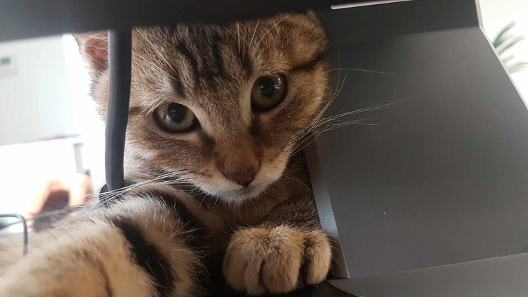 Snap, un chat dans l’open-space