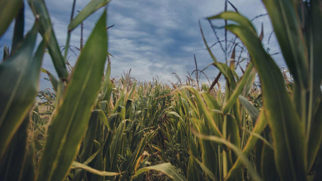 Découvrez une technologie de dépollution des friches industrielles avec la technique de la phytoremédiation.