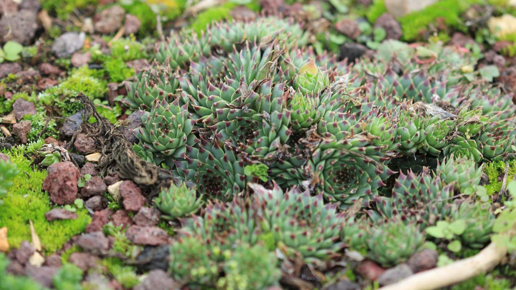 Les toitures végétalisées offrent bien plus que des économies d’énergie !